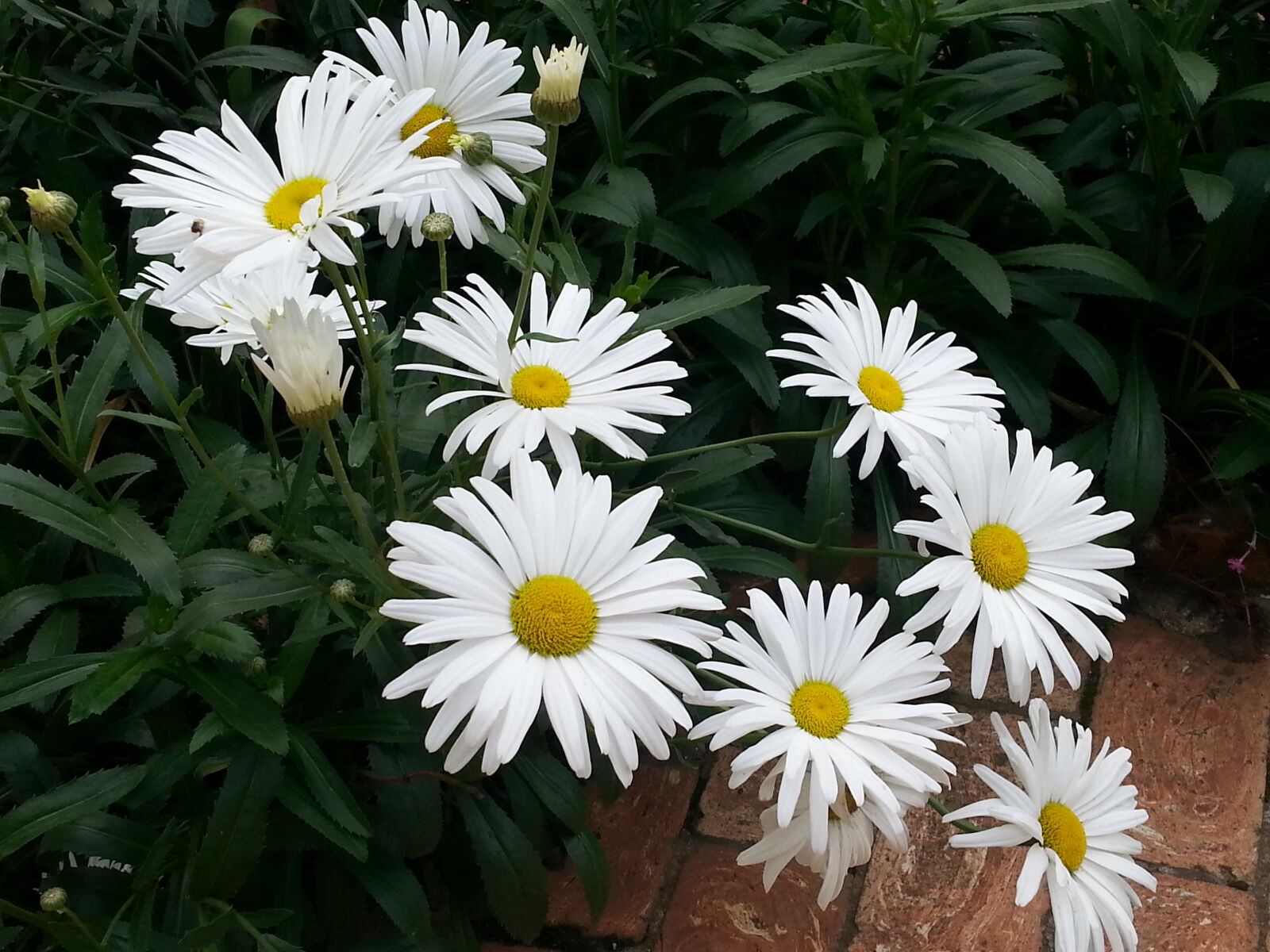 Samsung Galaxy S3 sample photo