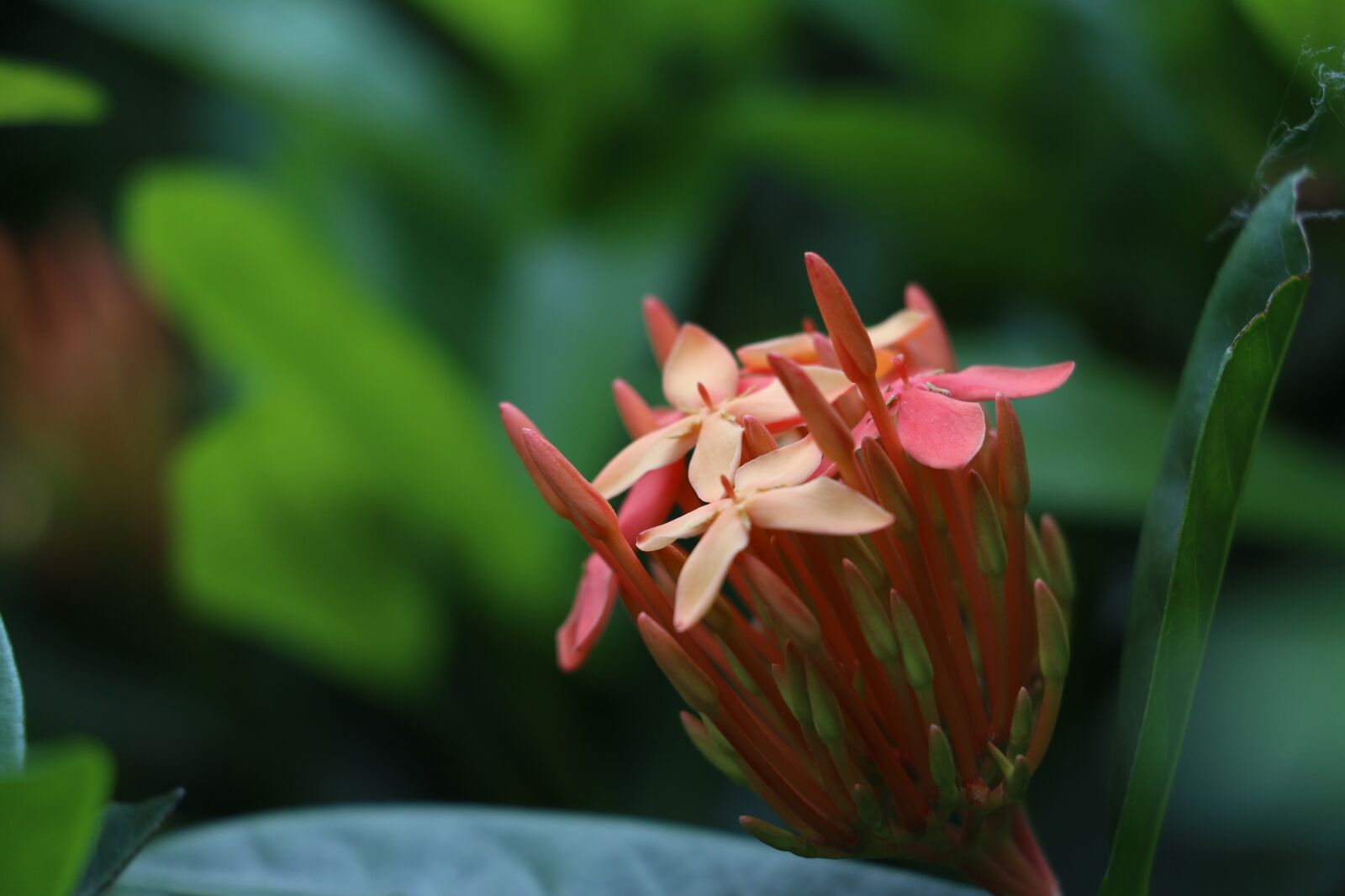Canon EOS 70D sample photo. Red flowers, flower, plant photography