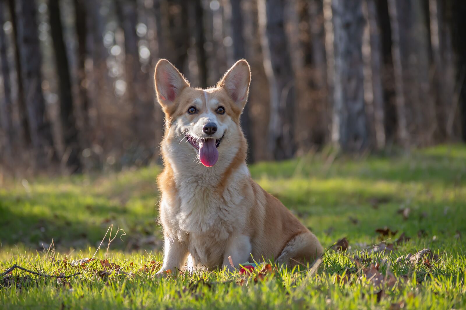 Nikon D3200 sample photo. Welsh corgi pembroke, corgi photography
