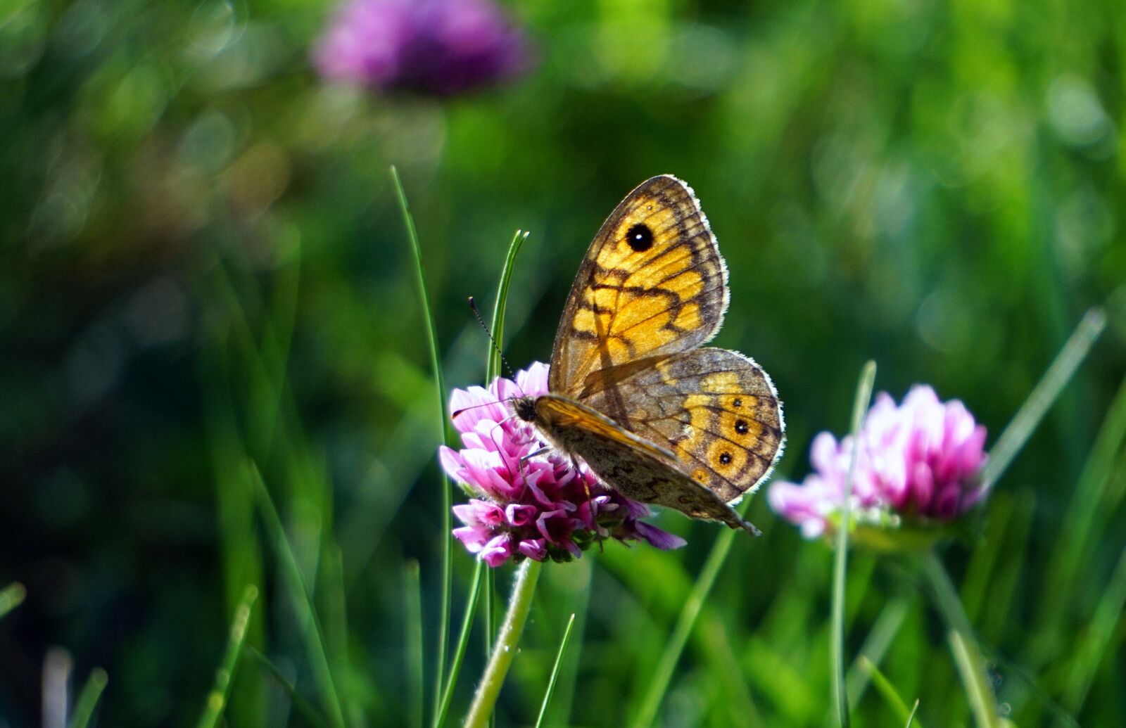 Sony E 55-210mm F4.5-6.3 OSS sample photo. Butterfly, insect, nature photography