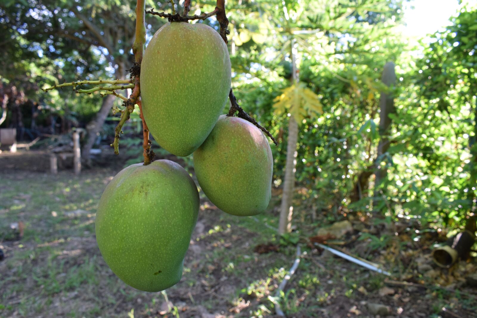 Nikon D5300 sample photo. Fruit, colombia, mango photography