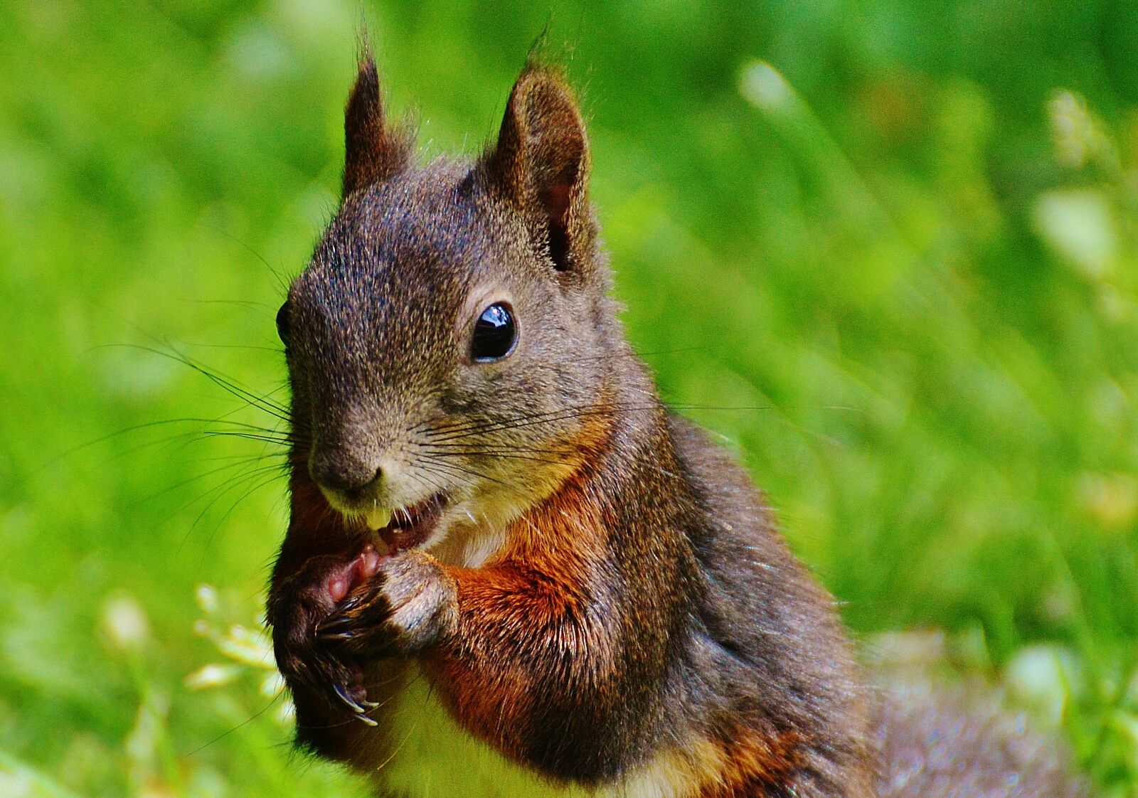 Nikon D3200 sample photo. Squirrel, nager, cute photography