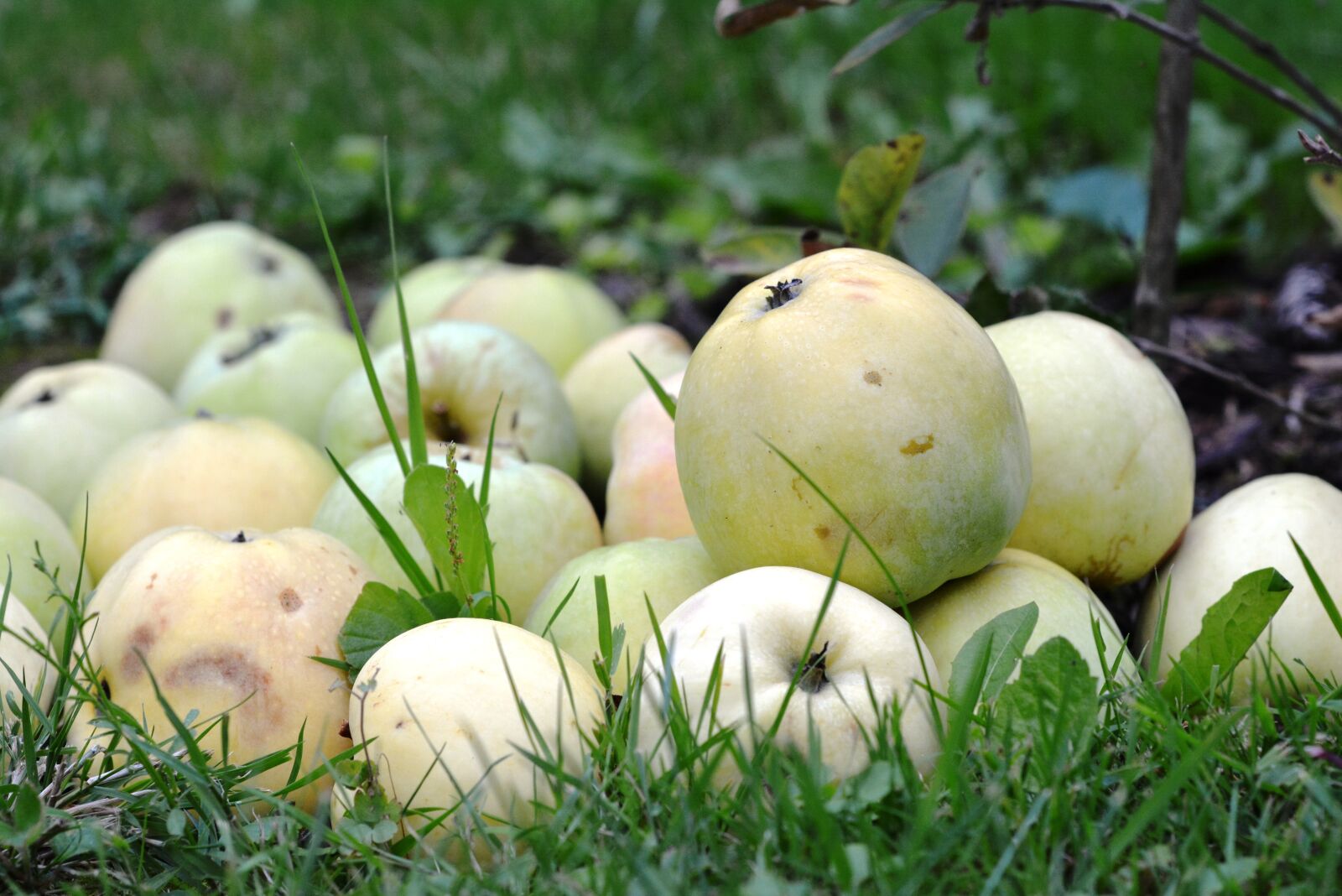 Nikon D5200 sample photo. Apple, apples, fruit photography