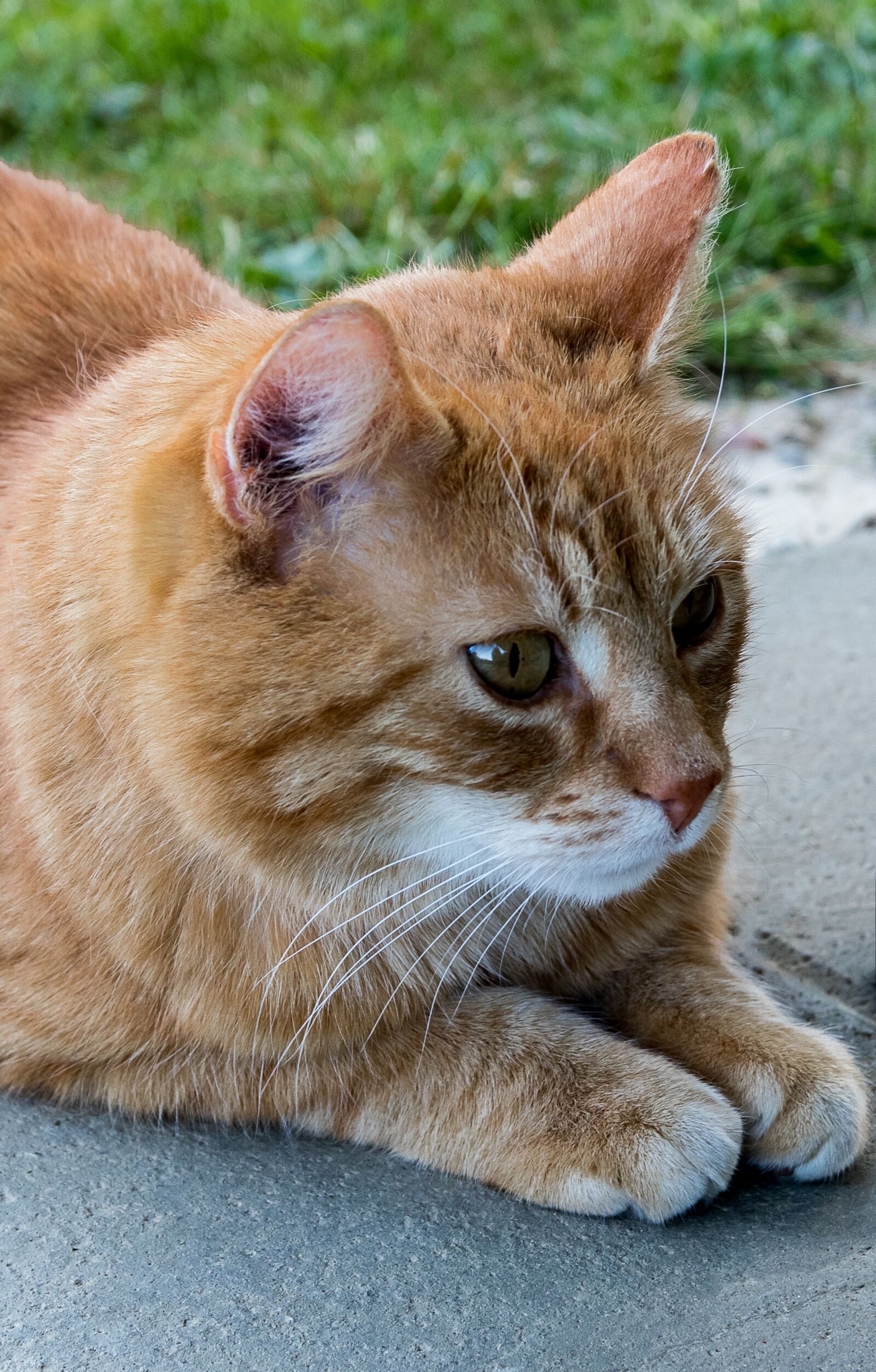 Canon EOS 80D sample photo. Cat, domestic cat, animal photography