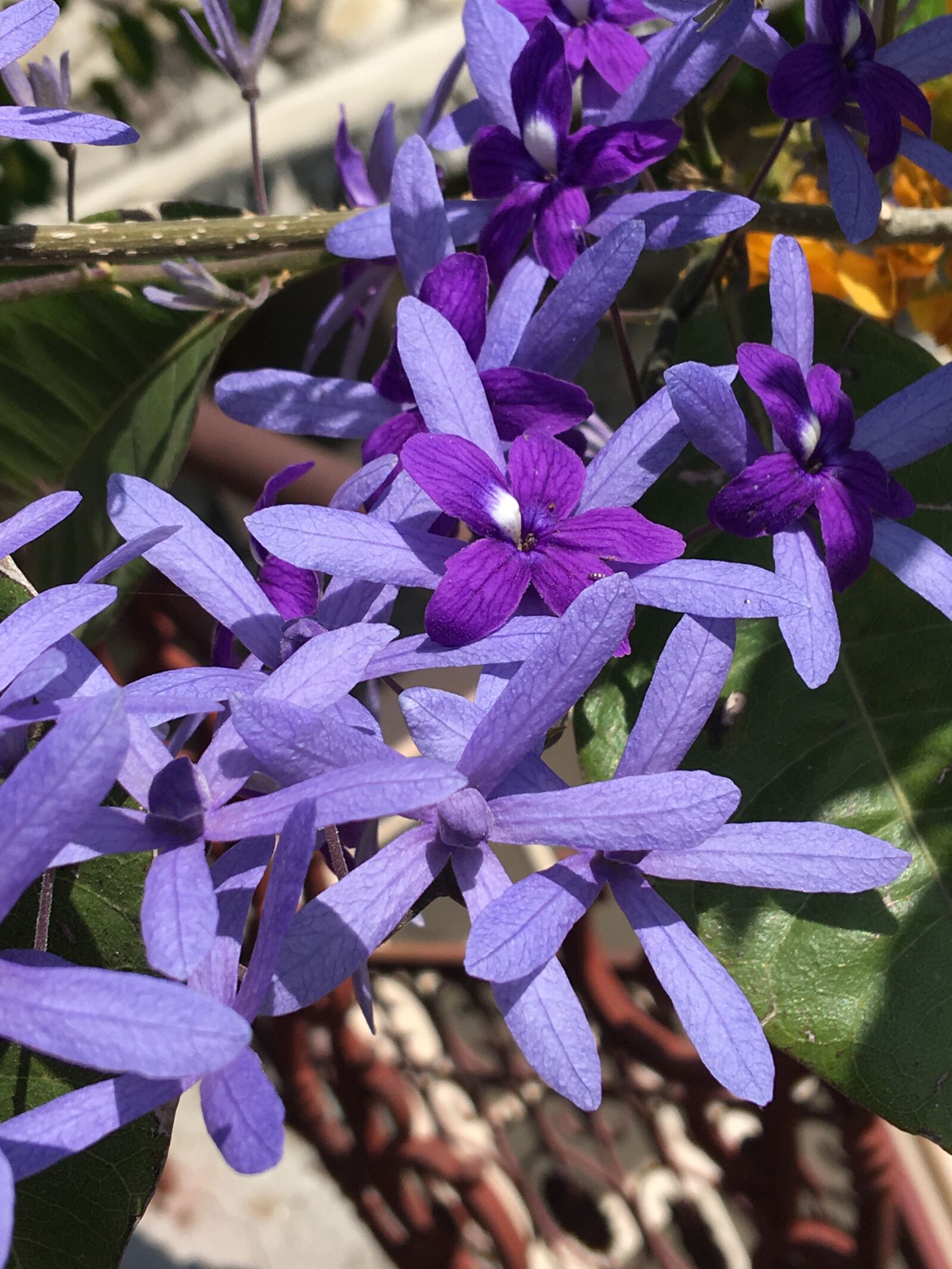 iPhone 6s Plus back camera 4.15mm f/2.2 sample photo. Jakaranda, tree, purple photography
