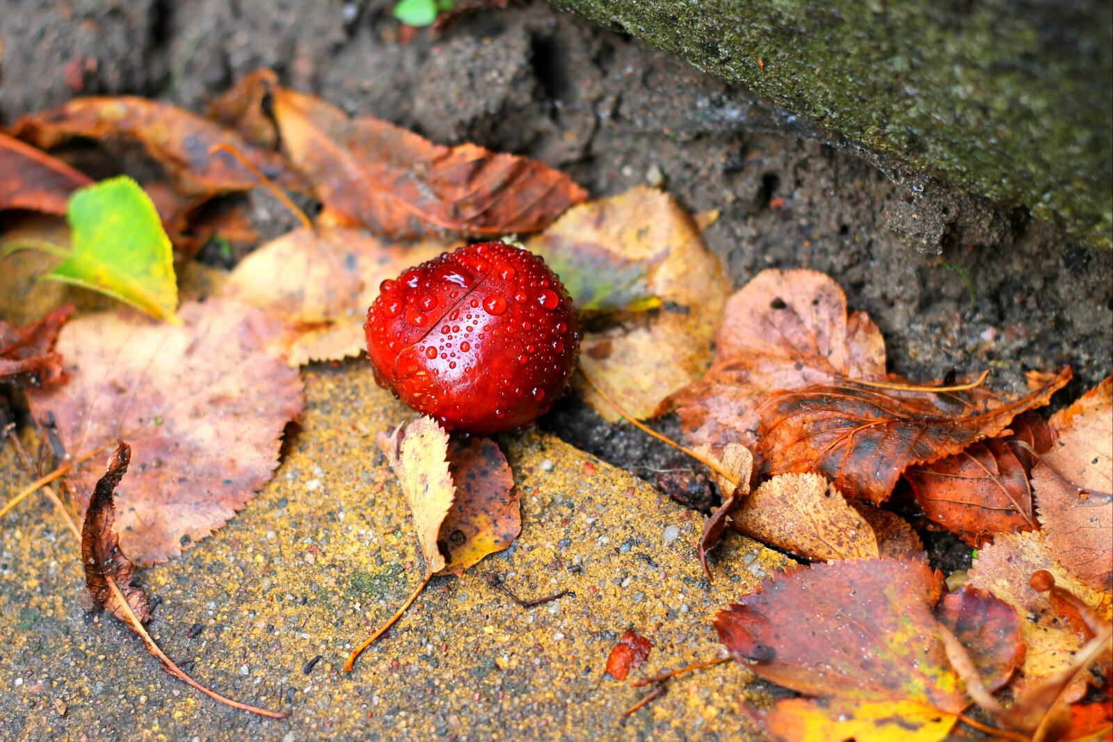 Canon EOS 1100D (EOS Rebel T3 / EOS Kiss X50) + Canon EF 50mm F1.8 II sample photo. Autumn, chestnut, nature photography