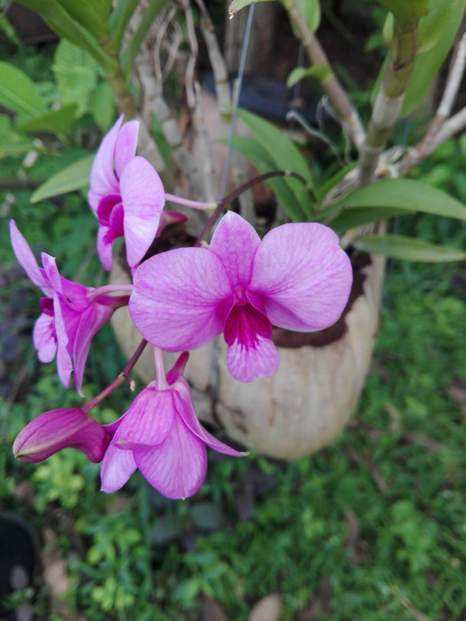HUAWEI Y6II sample photo. Orchid, flower, violet flower photography
