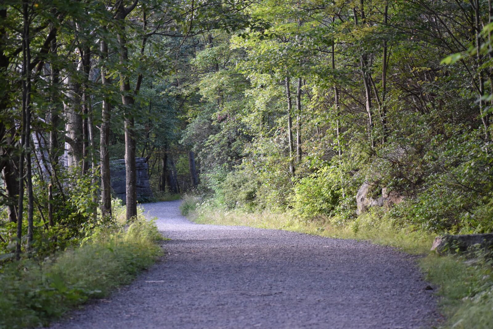 Nikon D3500 sample photo. Sam's point, road, trees photography