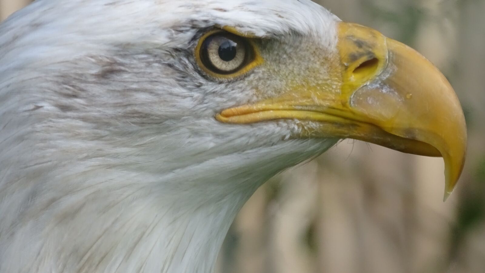 Sony Cyber-shot DSC-HX400V sample photo. Eagle, bird of prey photography