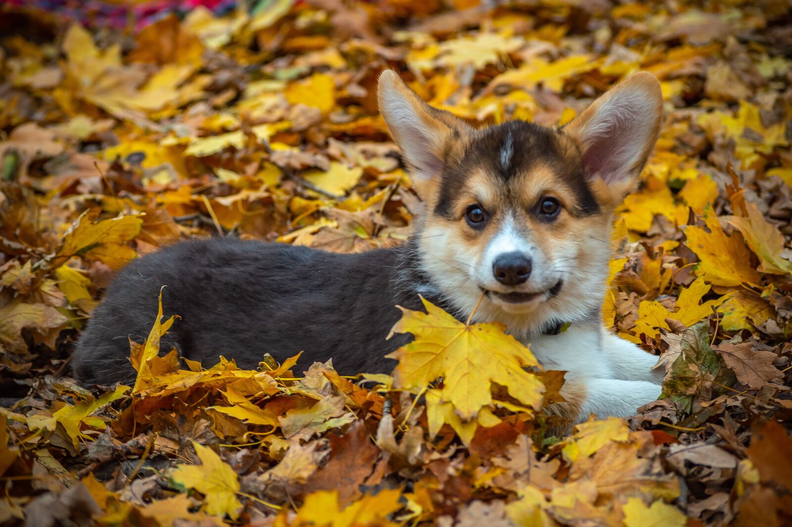 Nikon D3200 sample photo. Welsh corgi pembroke, corgi photography