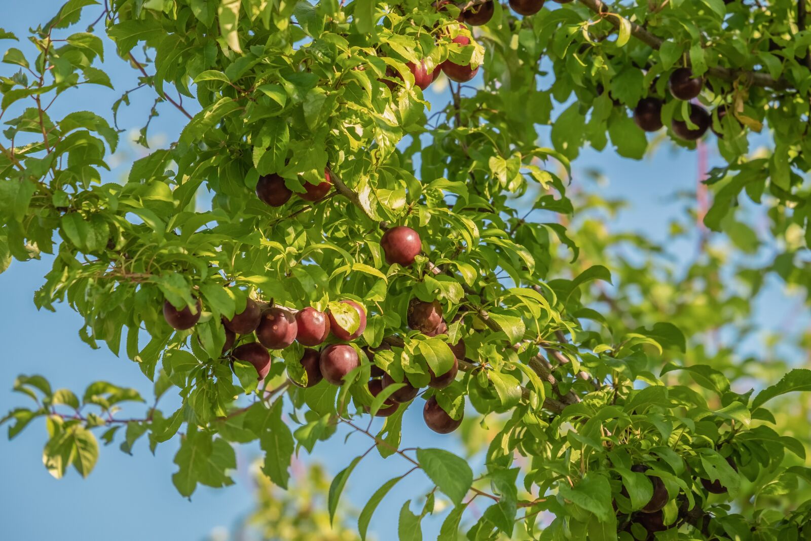 Fujifilm XF 55-200mm F3.5-4.8 R LM OIS sample photo. Violet, wild plum, plums photography