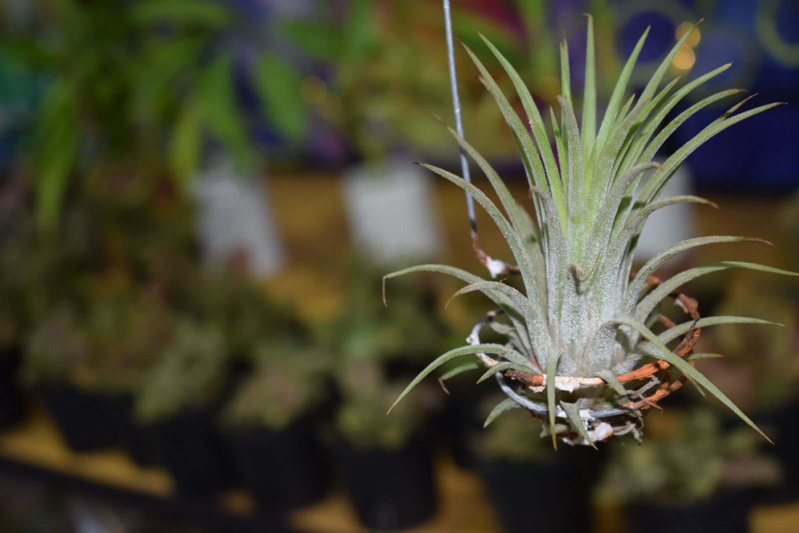 Nikon D5300 sample photo. Plant, tree, green photography