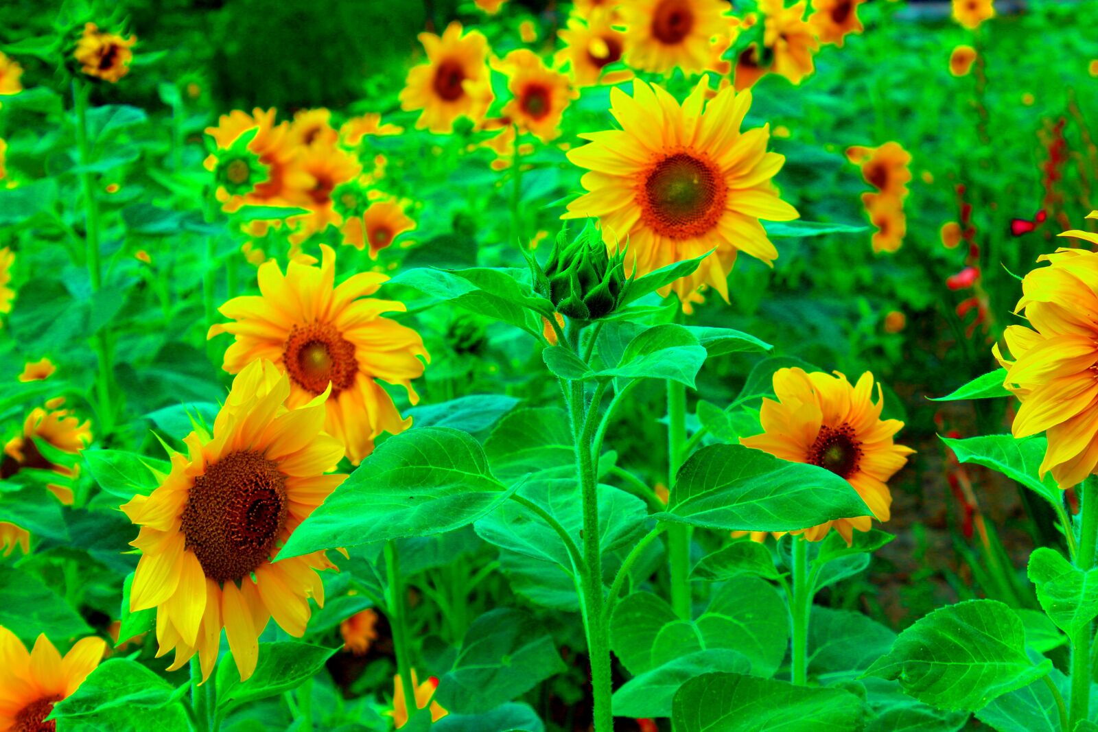 Canon EOS 600D (Rebel EOS T3i / EOS Kiss X5) sample photo. Sunflower, flowers, yellow photography