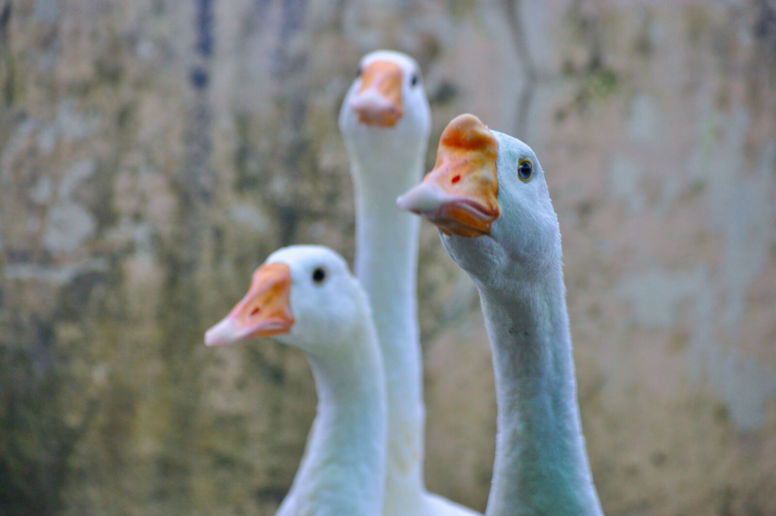 Nikon D5000 sample photo. Ducks, birds, duck photography