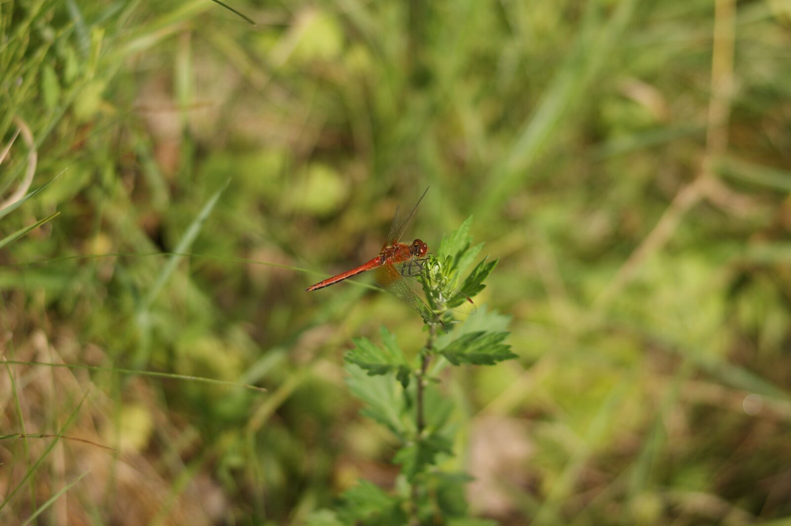 Sony Alpha DSLR-A290 sample photo. Wa ka, szablak yellow photography