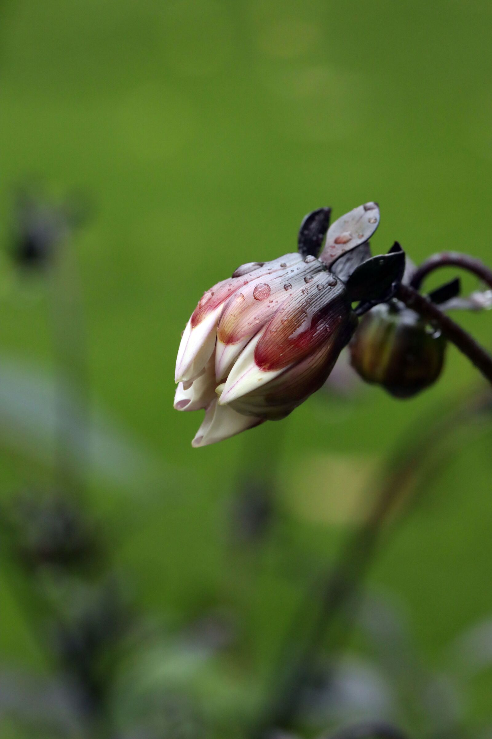 Canon EF 100mm F2.8L Macro IS USM sample photo. Flower, nature, plant photography