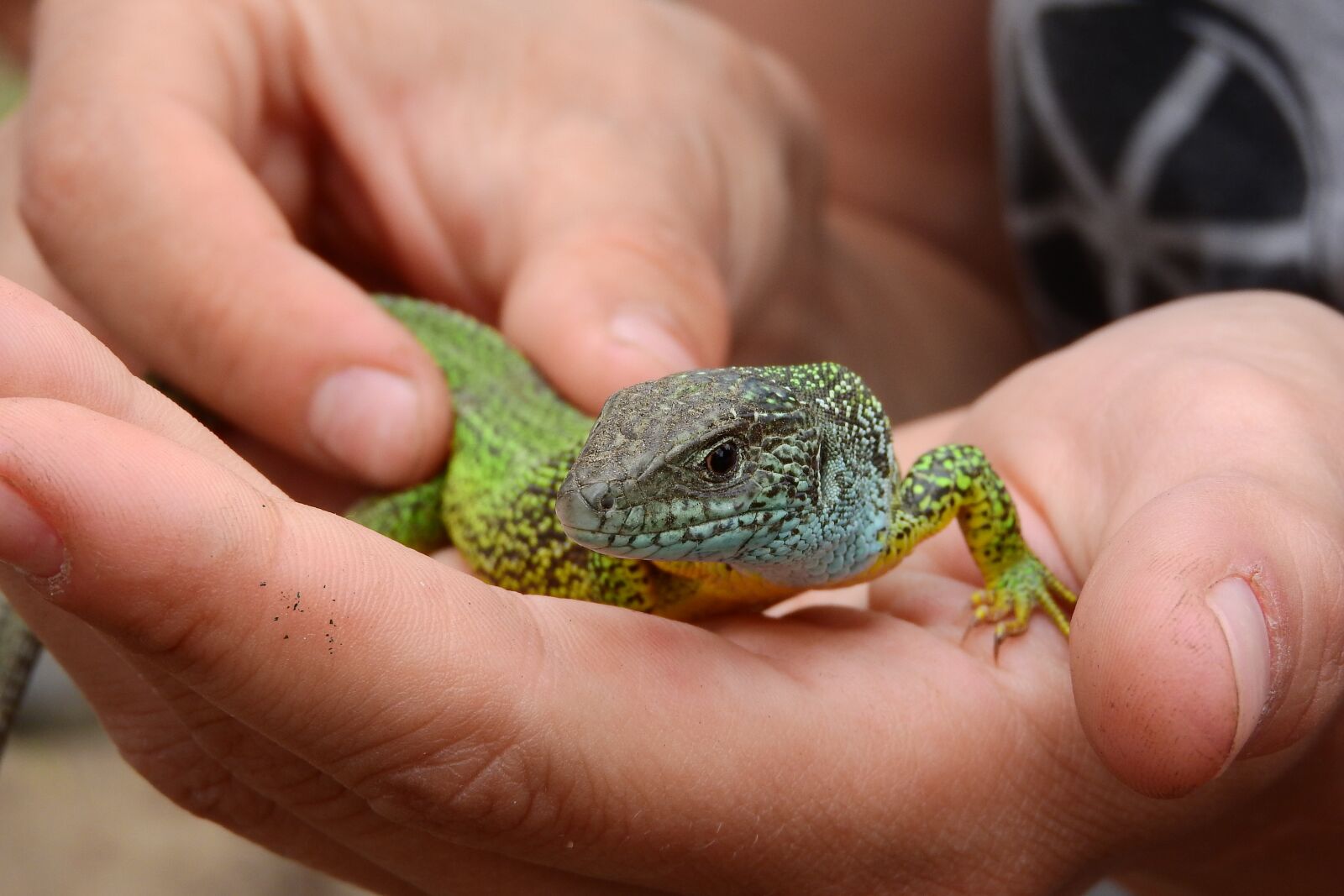 Nikon Coolpix P610 sample photo. Lizard, green, reptile photography
