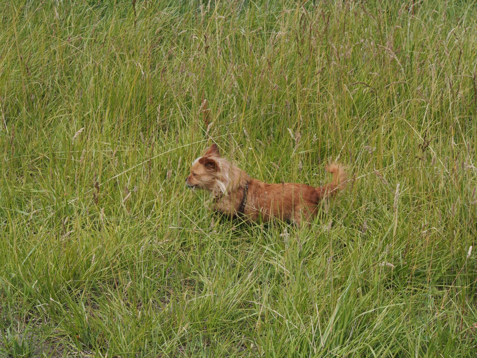 Olympus OM-D E-M5 + OLYMPUS M.12-50mm F3.5-6.3 sample photo. Dog, terrier, pet photography