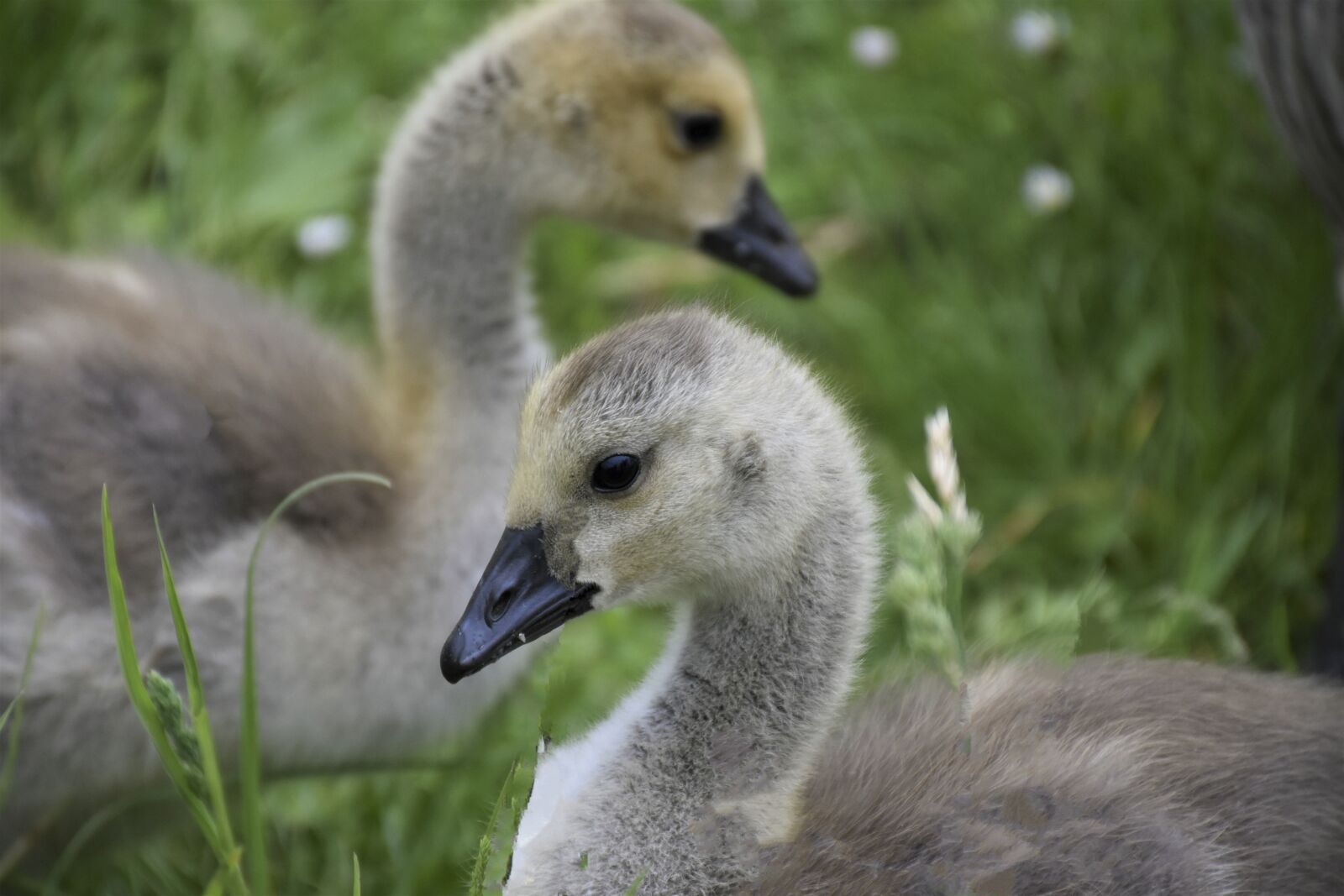 Nikon D7200 sample photo. Geese, family, gaensekuecken photography