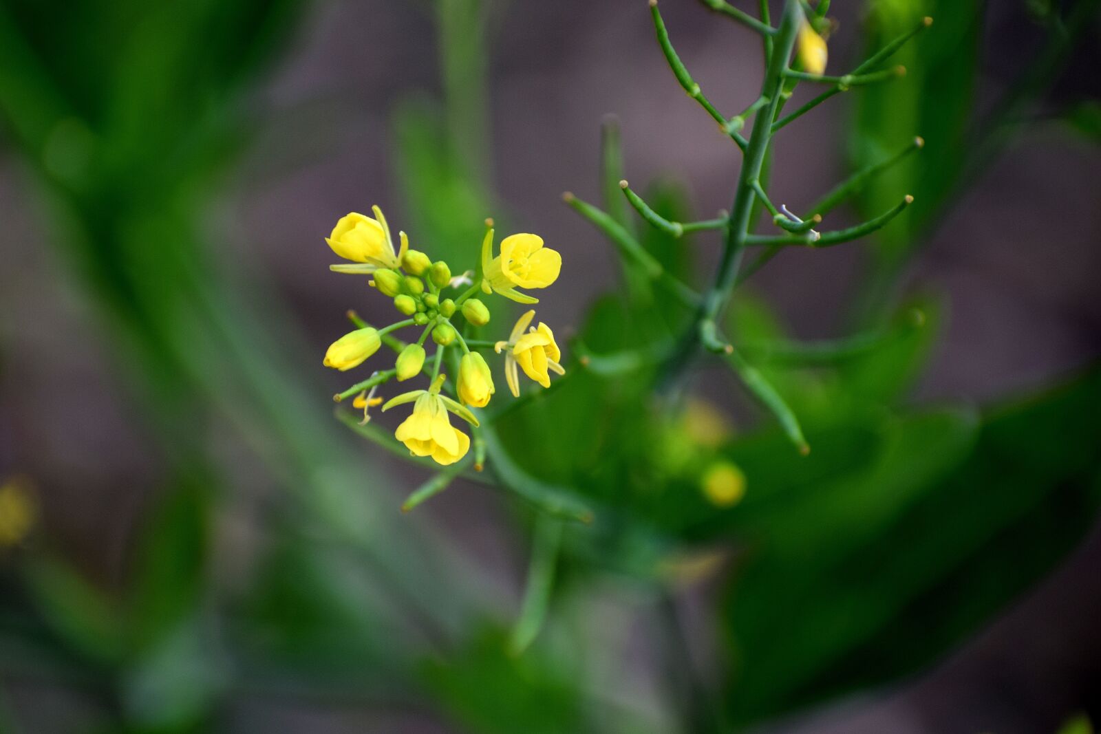 Nikon D3300 sample photo. Flower, yellow, mustard photography