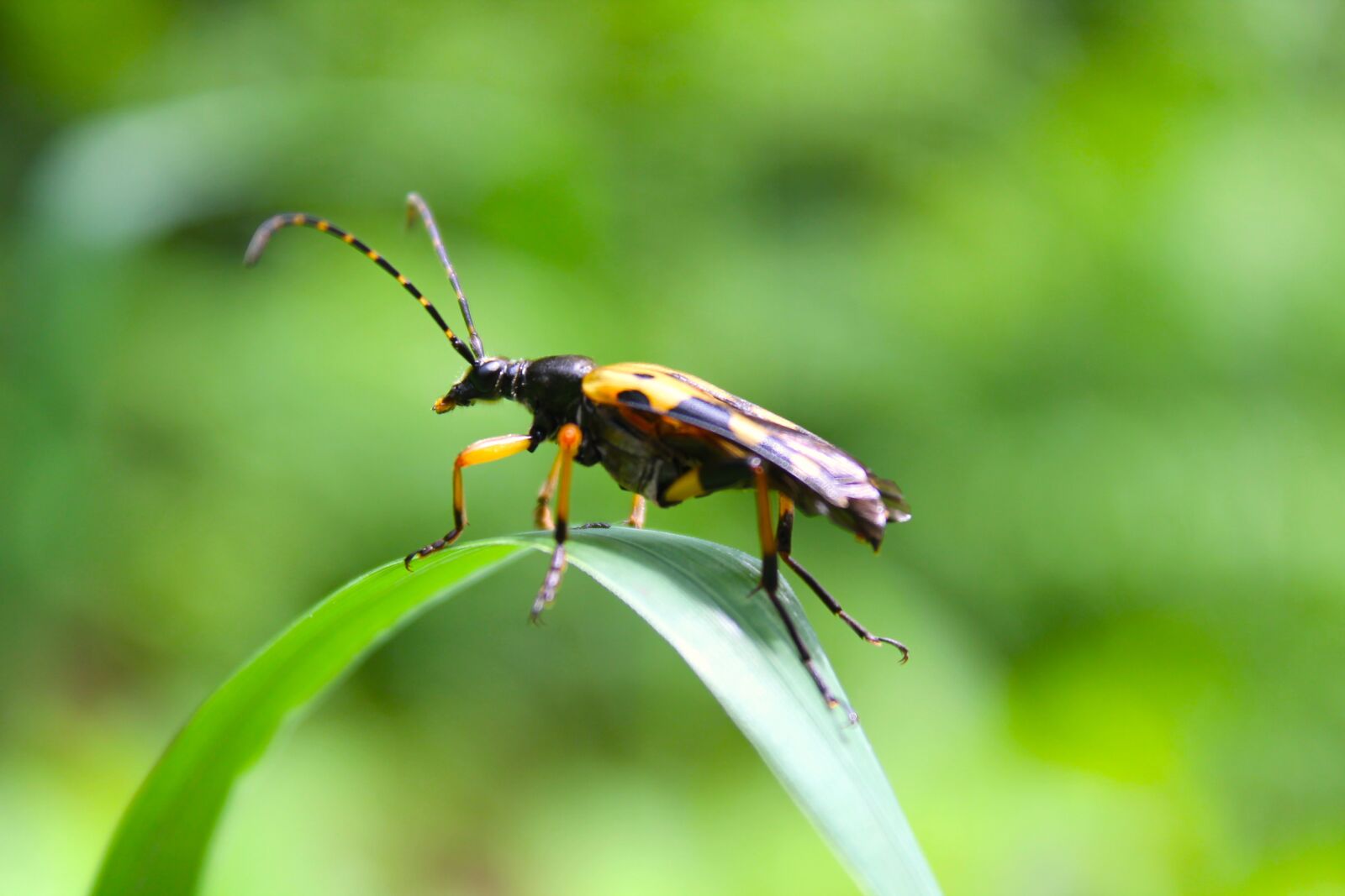 Canon EOS 1100D (EOS Rebel T3 / EOS Kiss X50) sample photo. Beetle, leaf, entomology photography