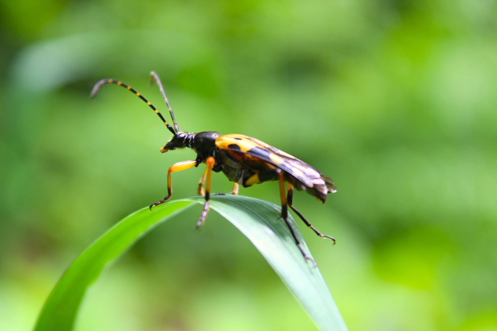 Canon EOS 1100D (EOS Rebel T3 / EOS Kiss X50) + Canon EF-S 18-55mm F3.5-5.6 IS II sample photo. Beetle, leaf, entomology photography