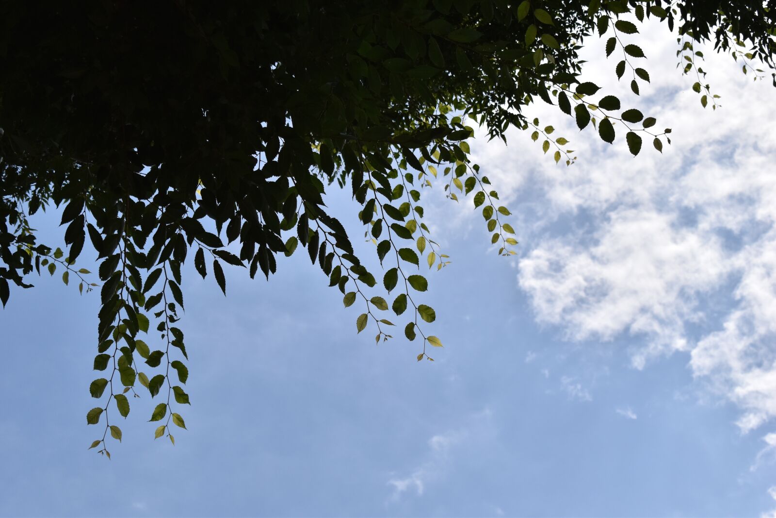 Nikon D5600 sample photo. Sky, green, 空 photography