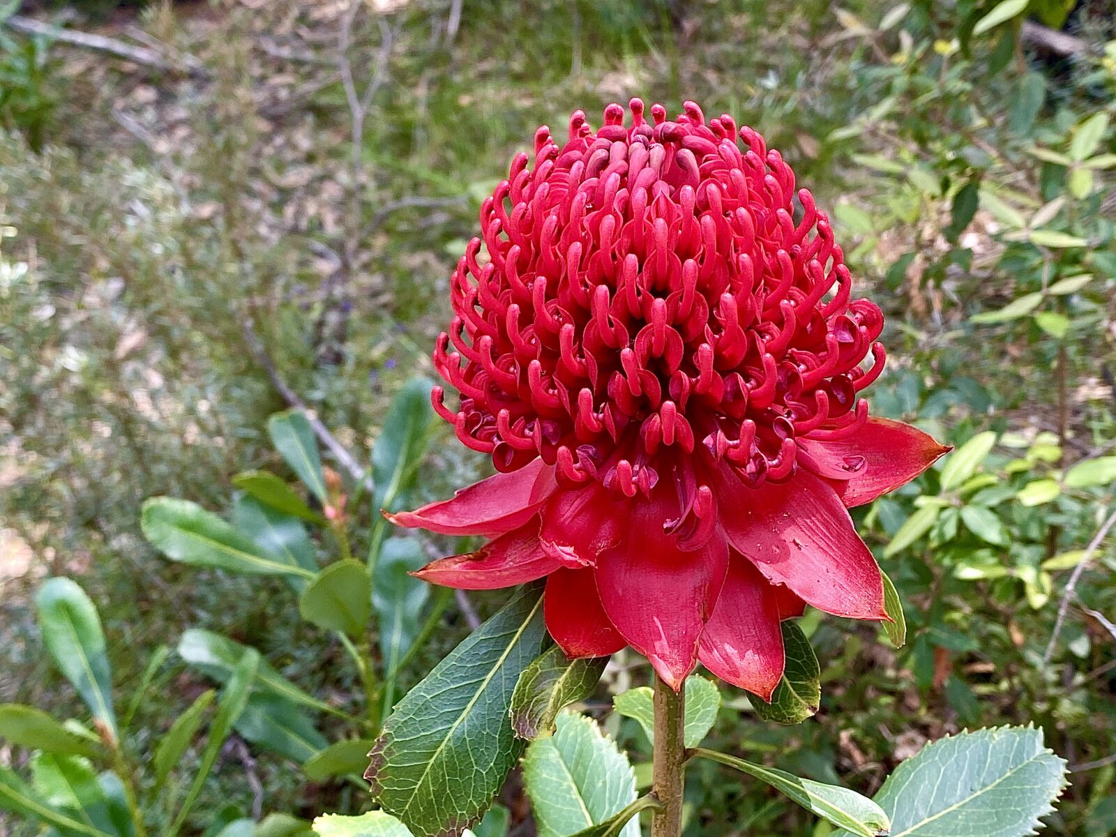 Apple iPhone 11 Pro sample photo. Waratah, australia, flower photography
