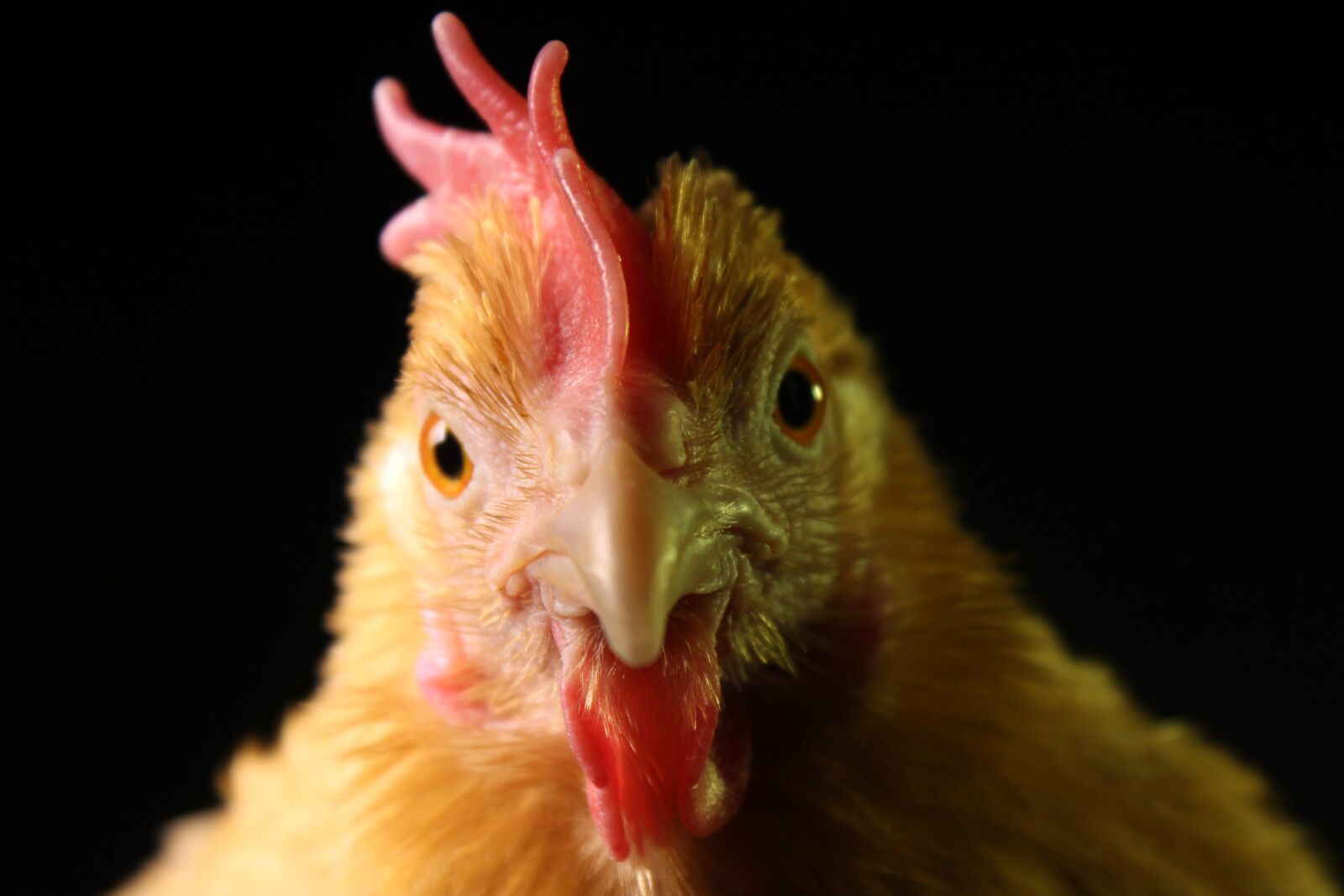 Canon EOS 700D (EOS Rebel T5i / EOS Kiss X7i) sample photo. Chicken, hen, poultry photography
