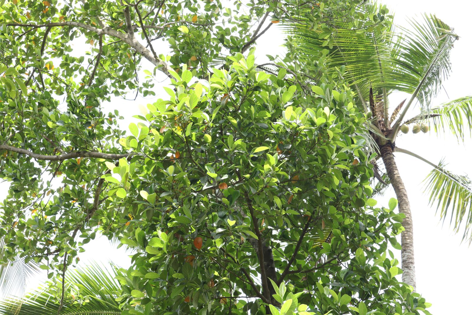 Canon EOS 250D (EOS Rebel SL3 / EOS Kiss X10 / EOS 200D II) sample photo. Leaf, tree, nature photography