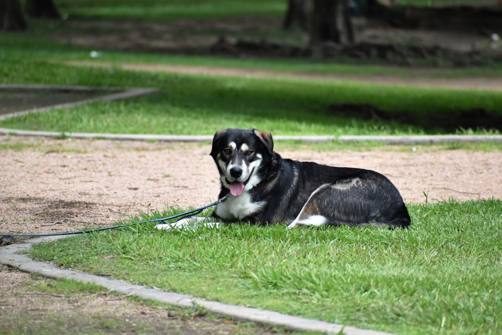 Nikon D3500 sample photo. Pet dog, husky, mutt photography
