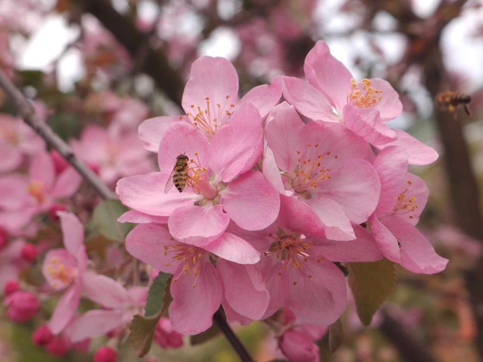 Olympus XZ-1 sample photo. Flowers, insects, fly photography