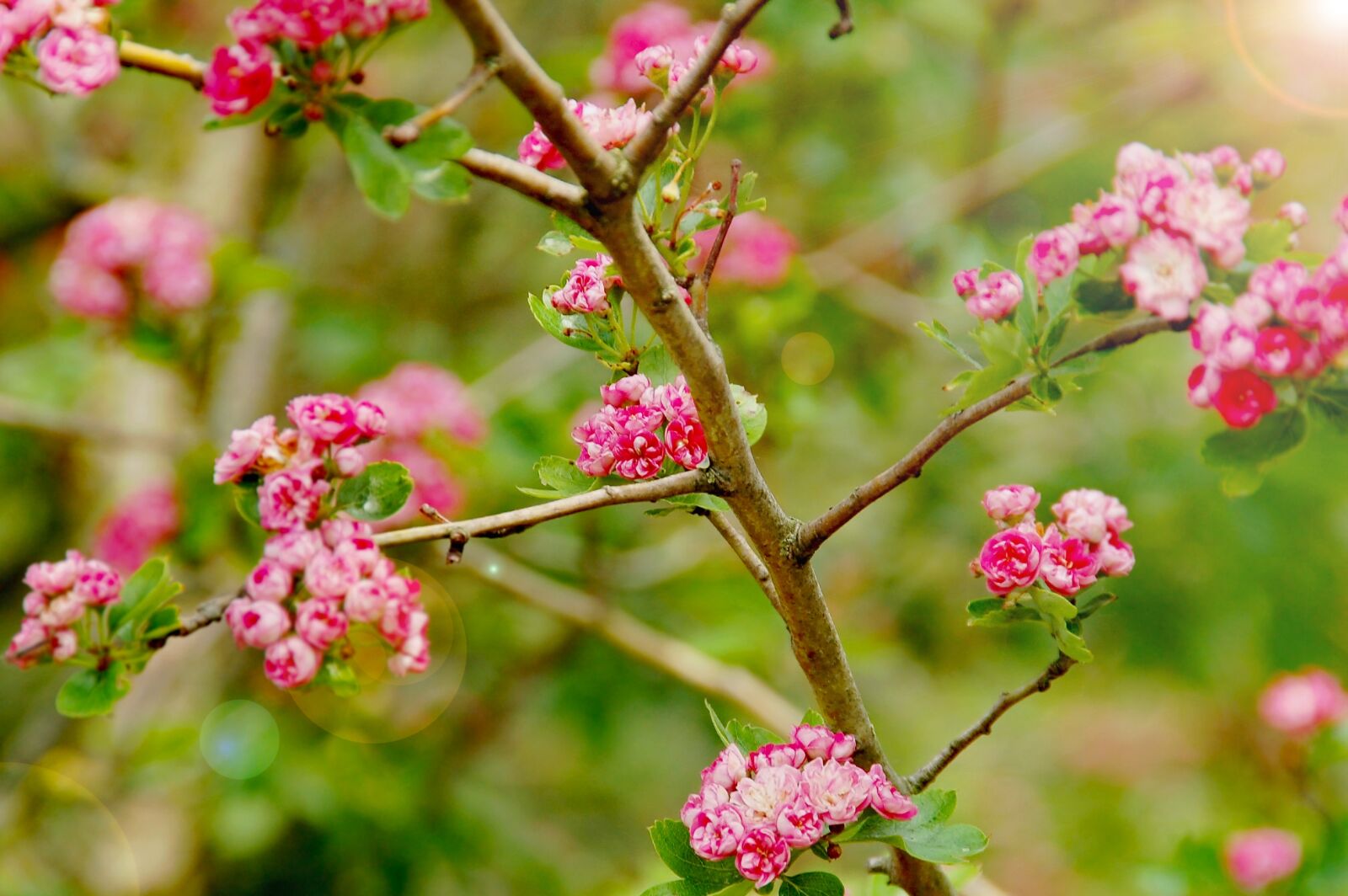 Nikon D50 sample photo. Blossom, bloom, spring photography