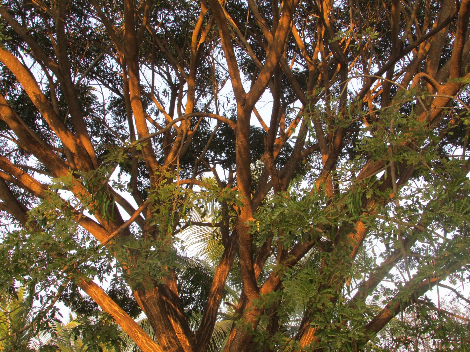 Canon PowerShot SX500 IS sample photo. Dharwad, india, tree photography