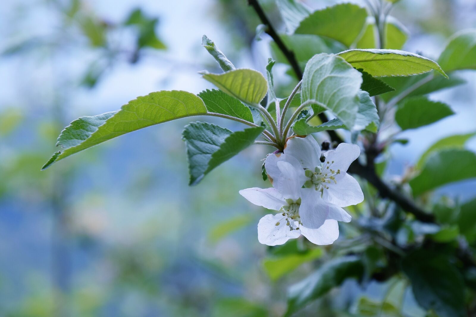 Nikon D3300 sample photo. Apple blossom, spring, blossom photography