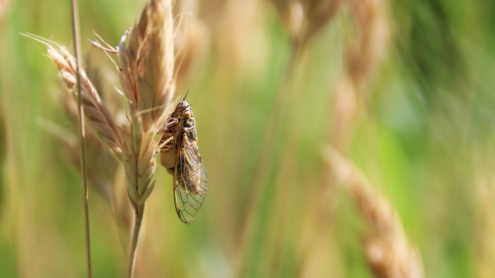 Canon EOS 100D (EOS Rebel SL1 / EOS Kiss X7) sample photo. Cicada, summer, insect photography