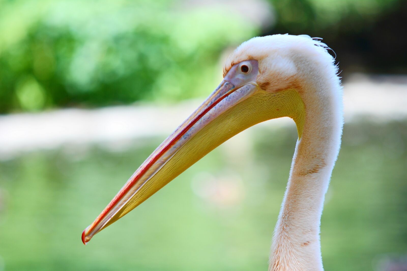Nikon D7100 sample photo. Pelican, pelecanus, onocrotalus photography