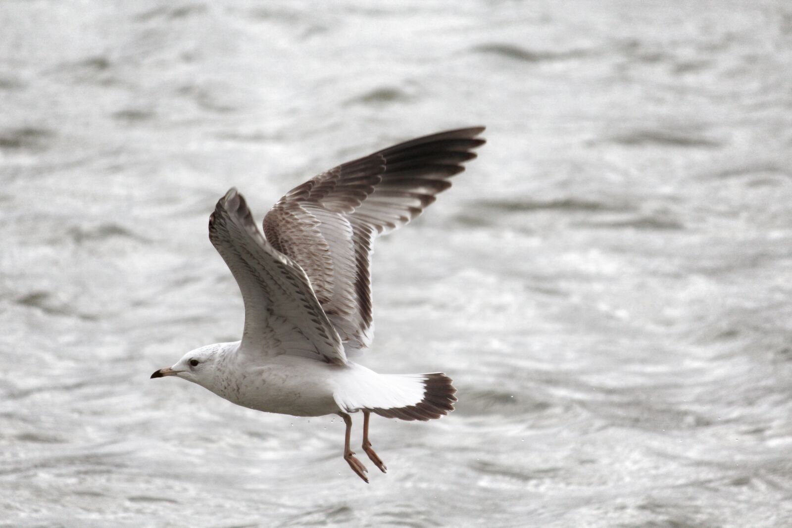 Canon EOS 1200D (EOS Rebel T5 / EOS Kiss X70 / EOS Hi) sample photo. Seagull, bird, plumage photography