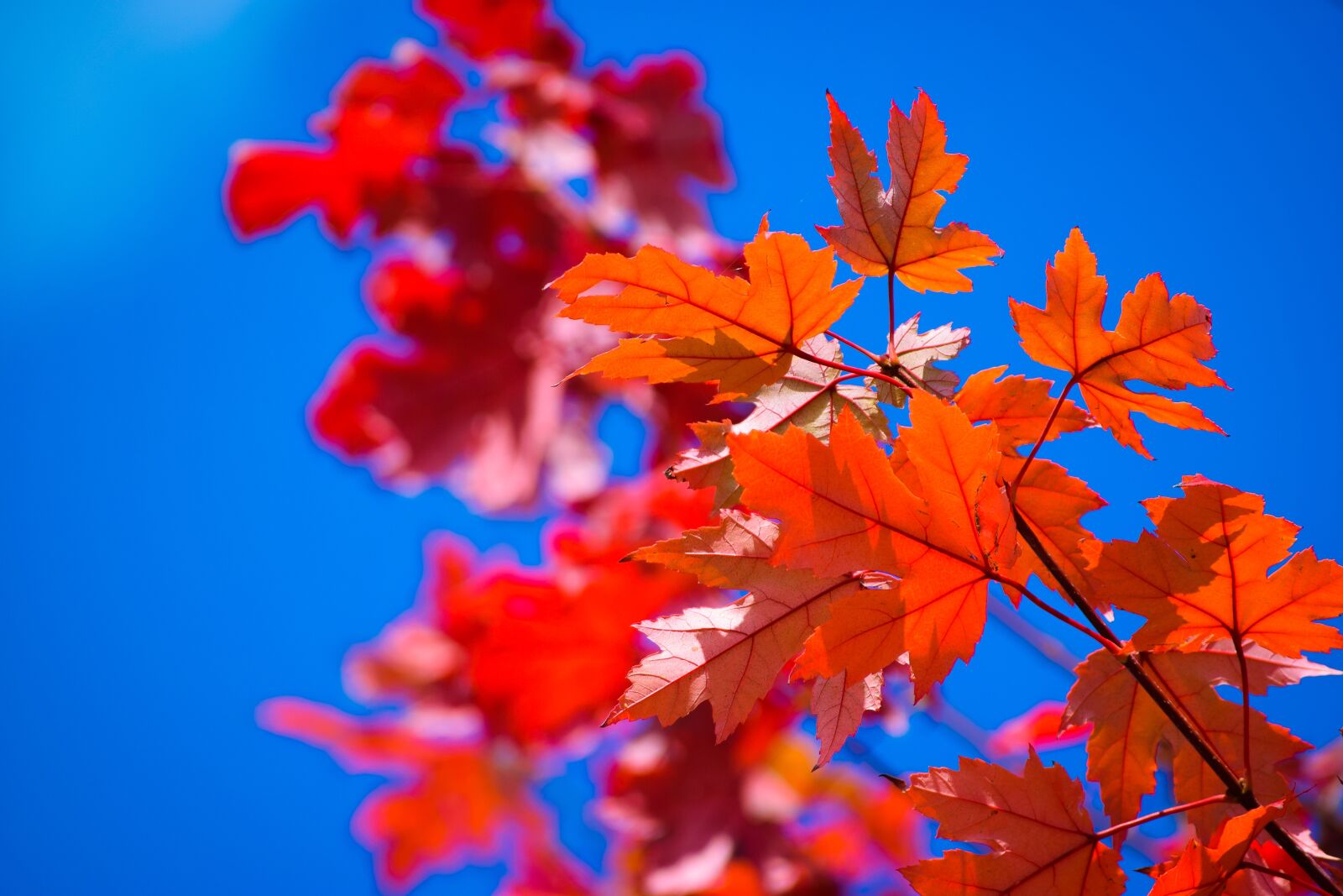 Nikon D3300 sample photo. Autumn, nature, red photography