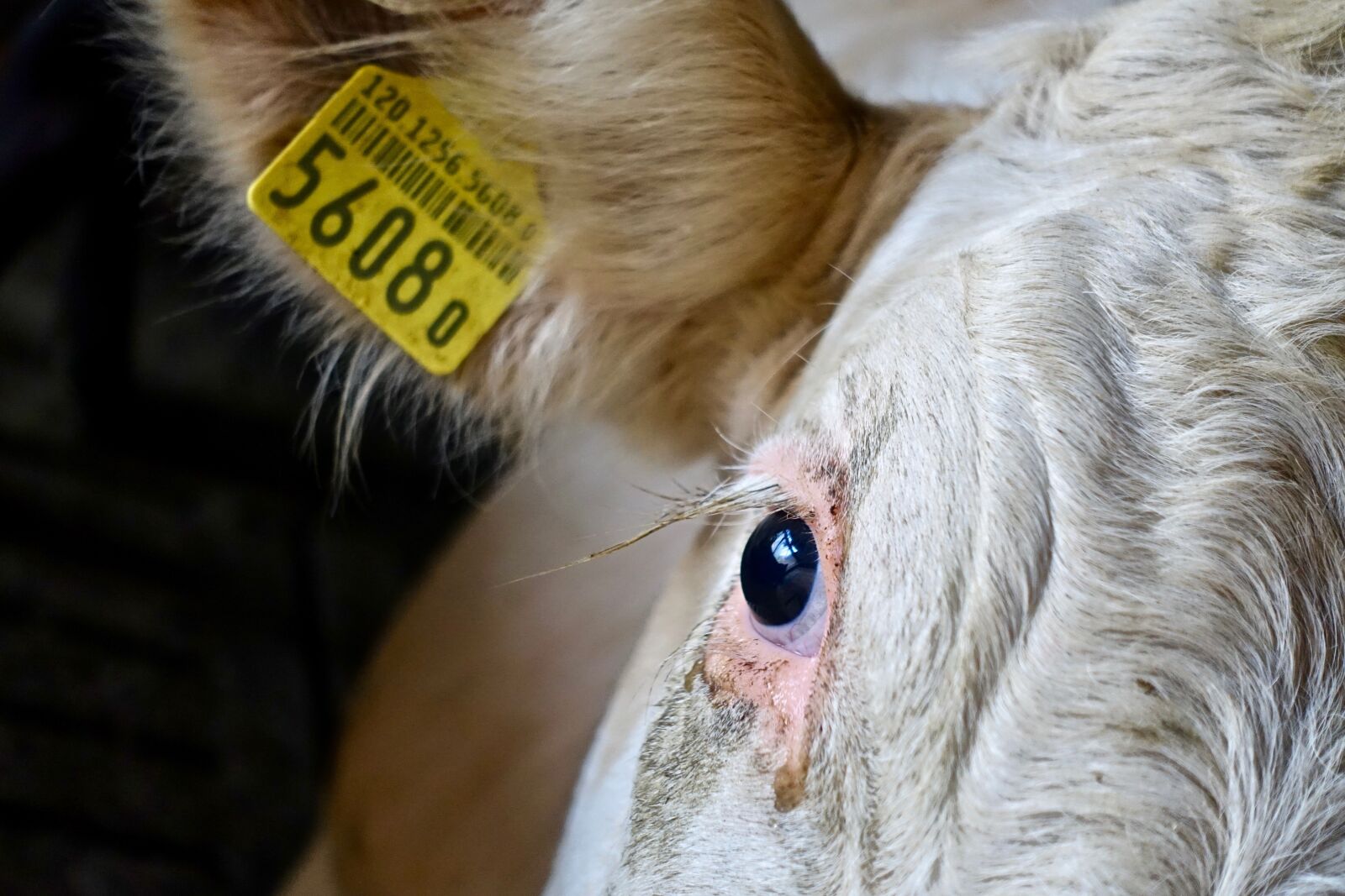 Sony Cyber-shot DSC-RX100 III sample photo. Cow, head, eye photography