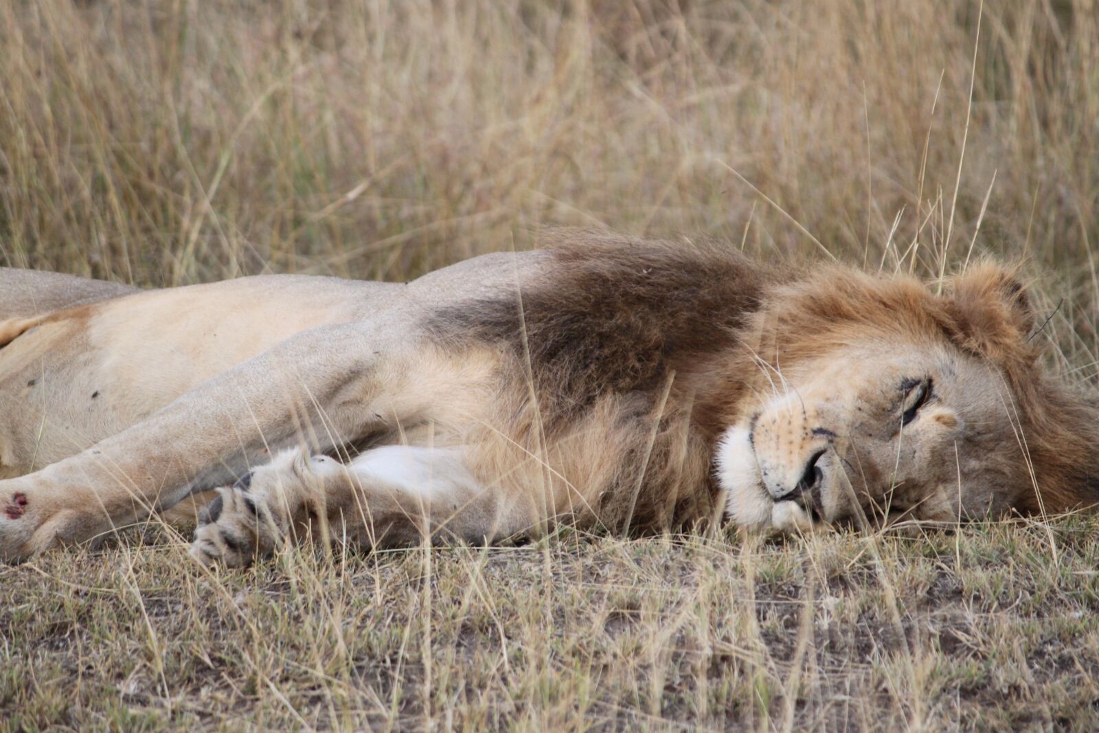Canon EOS 500D (EOS Rebel T1i / EOS Kiss X3) sample photo. Africa, safari, tanzania photography