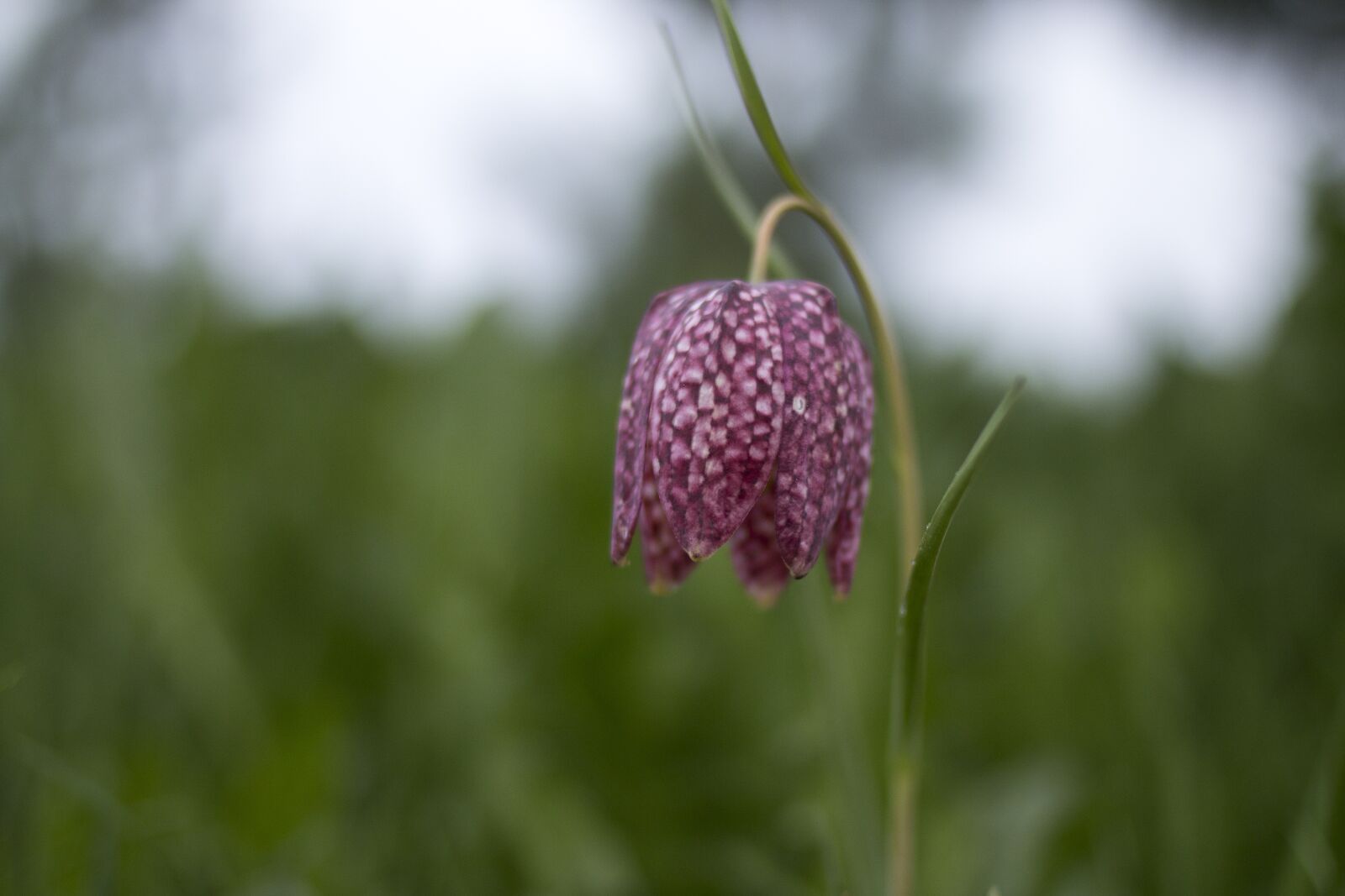 Canon EOS 70D + Canon EF 35mm F2 sample photo. Plant, green, flower photography