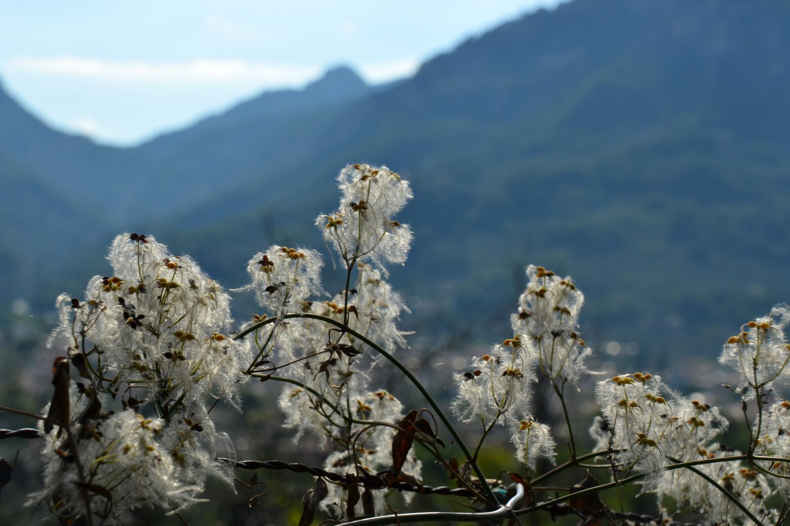Nikon D5100 sample photo. Plant, mountains, nature photography