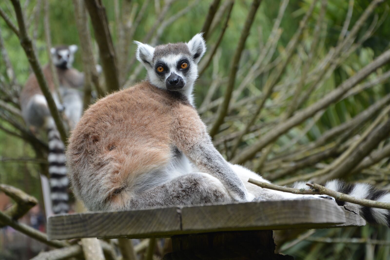 Nikon D5200 sample photo. Lemur, animal, zoo photography