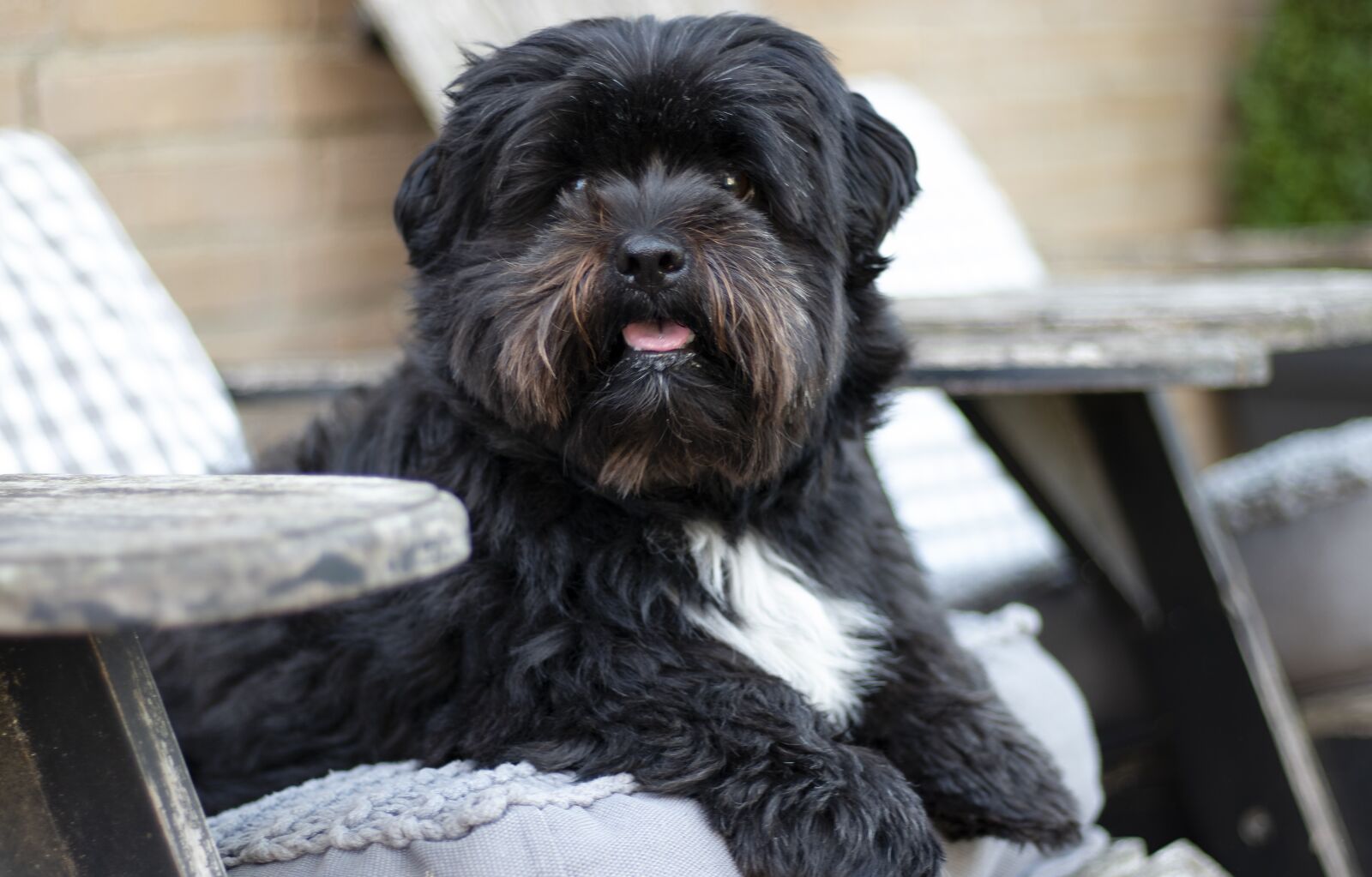 Canon EOS 80D + Canon EF 50mm F1.8 STM sample photo. Dog, black, boomer photography