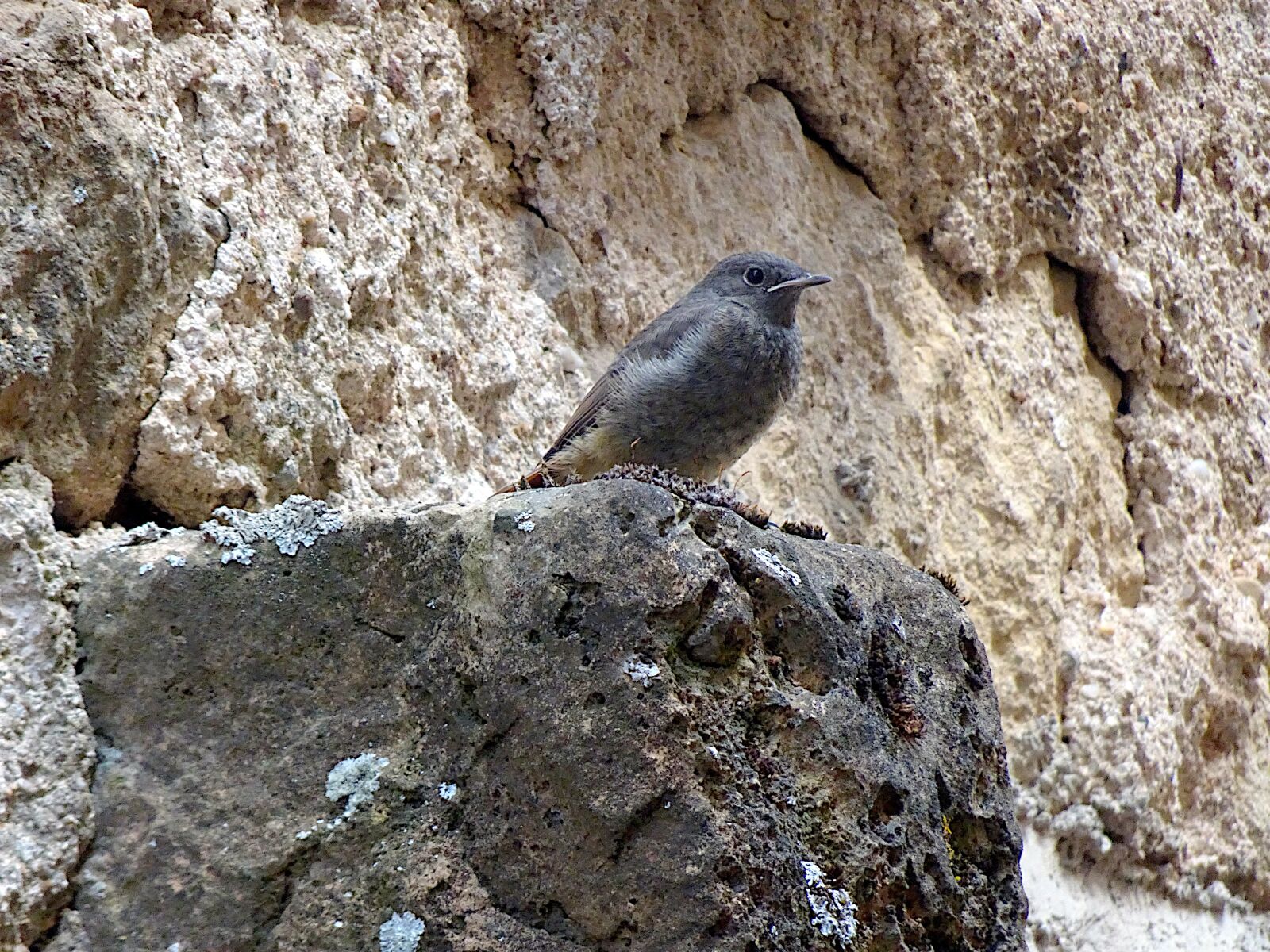 Sony Cyber-shot DSC-HX90V sample photo. Bird, sparrows, animals photography