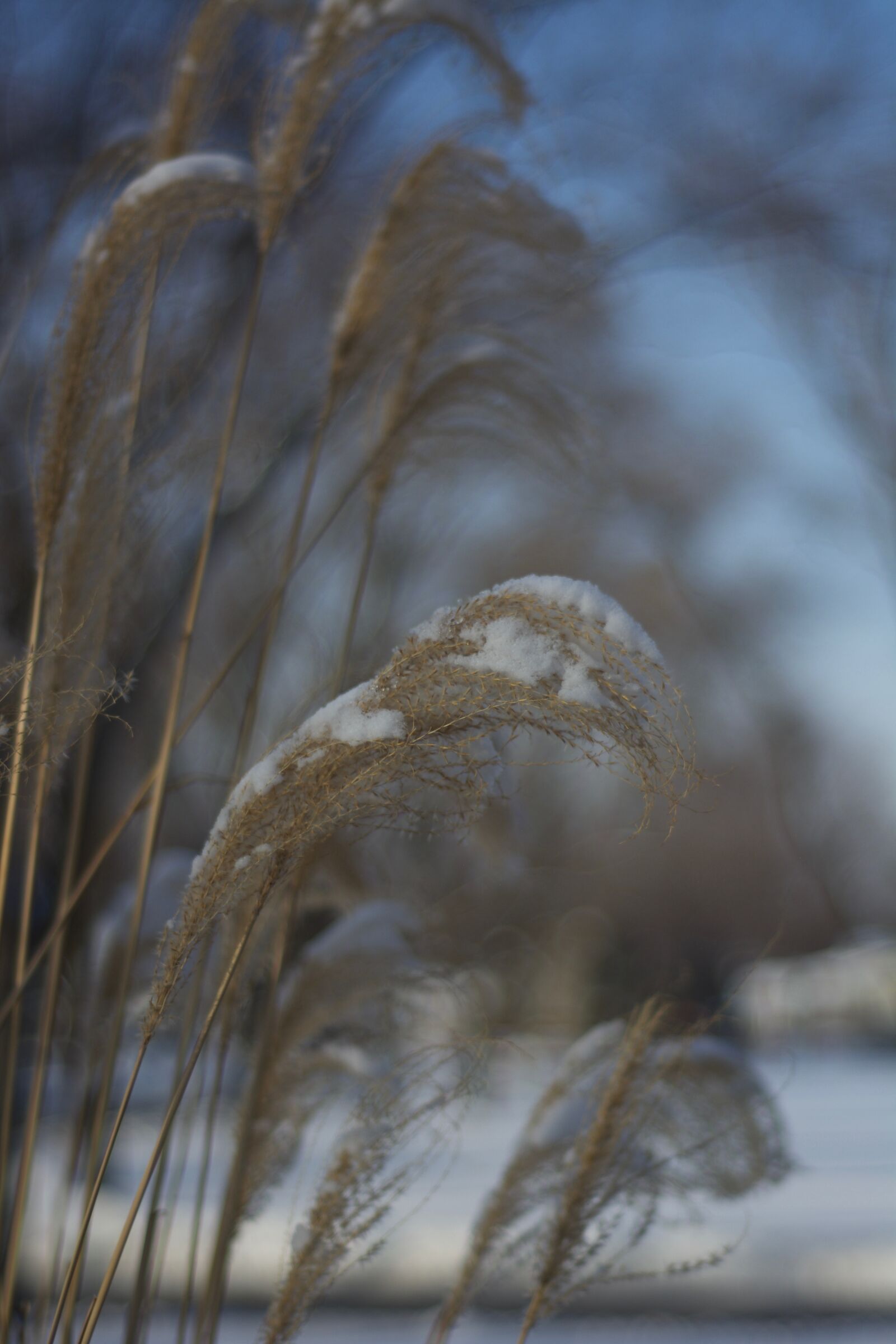Nikon D7100 sample photo. Frozen, grass, nature photography