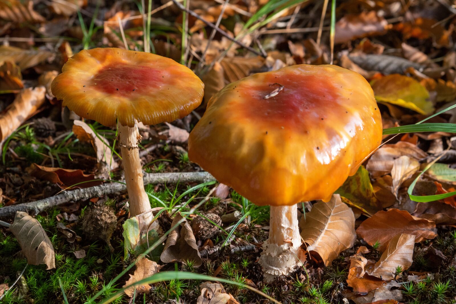 Nikon D750 sample photo. Mushroom, nature, autumn photography