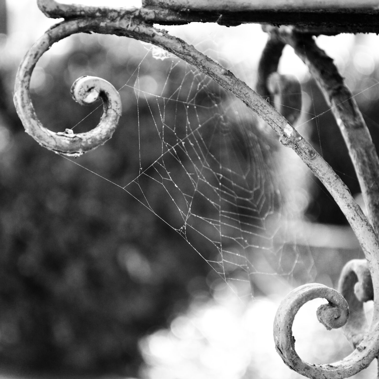 Nikon D3100 sample photo. Black, and, white, cemetery photography