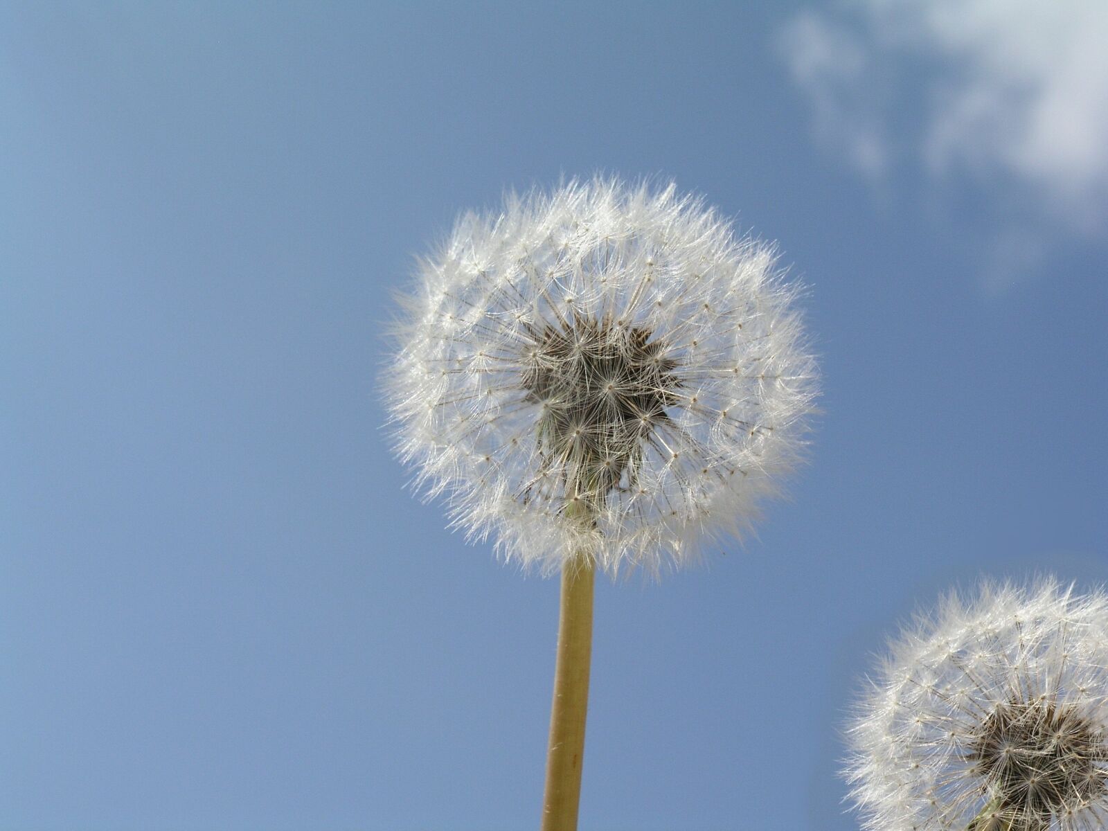 Olympus C5050Z sample photo. Dandilion, plant, weed photography